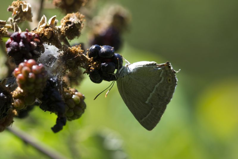 Lycaenidae: Favonius (ex Neozephirus) quercus